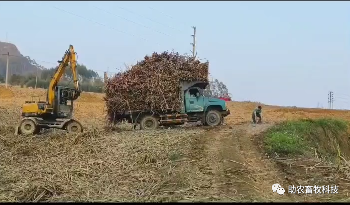 土鸡养殖致富案例_致富经土鸡养殖_致富经土鸡养殖技术视频