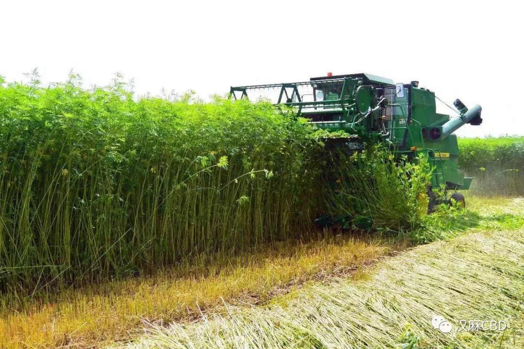 籽麻种植技术要求_籽麻的种植技术_籽麻种植技术视频教程