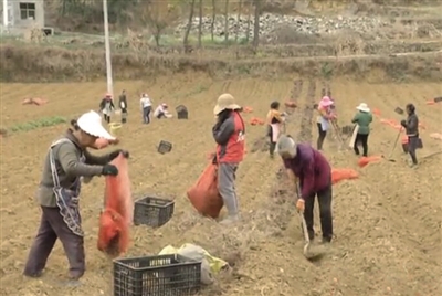 南开乡：扩大魔芋产业规模 种下增收新希望