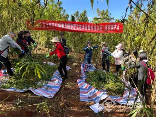 云南工业大麻全雌系雌雄配比创新种植技术亮眼，产量再创新高