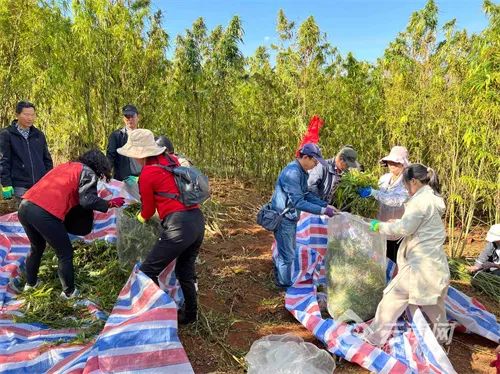 籽麻种植技术要求_籽麻的种植技术_麻籽的种植技术