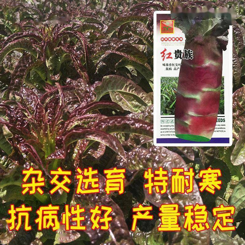 秋季笋大棚种植技术视频_大棚笋子怎么种_秋季大棚笋的种植技术