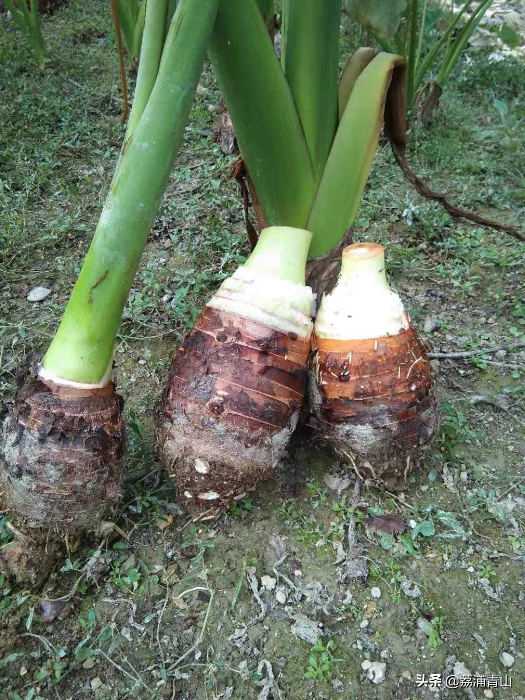 农民种植芋头，要想提高产量，这样才能种植出个头比较的芋头