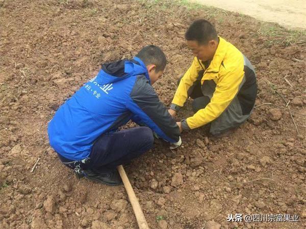 致富果种植方法_致富种植什么比较赚大钱_致富种植果方法和技巧