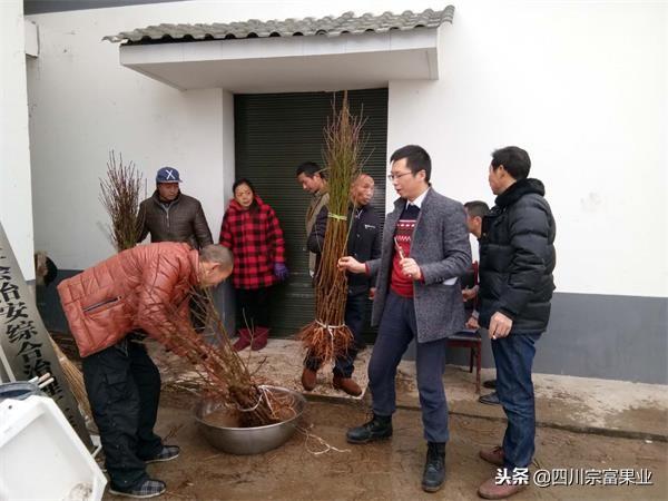 致富果种植方法_致富种植什么比较赚大钱_致富种植果方法和技巧