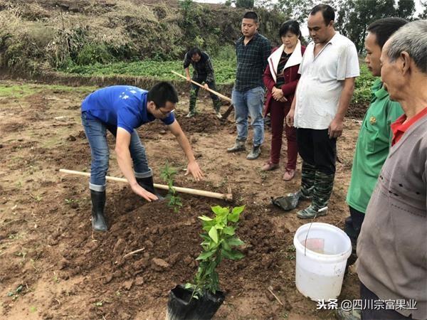 致富种植果方法和技巧_致富种植什么比较赚大钱_致富果种植方法