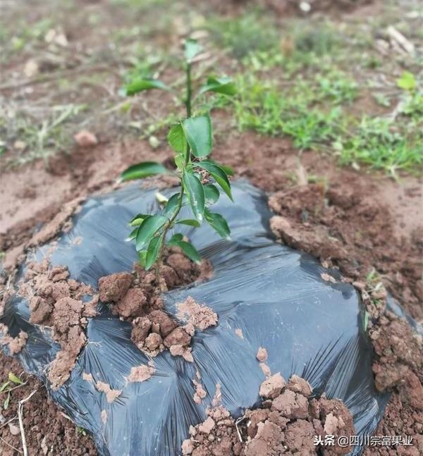 致富种植果方法和技巧_致富果种植方法_致富种植什么比较赚大钱