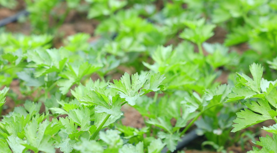 振兴路上丨芹菜种植忙 贺兰县联星村特色产业带动农户增收