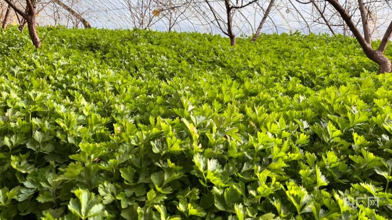 新疆尉犁：蔬菜大棚绿意浓  “芹”劳致富腰包鼓