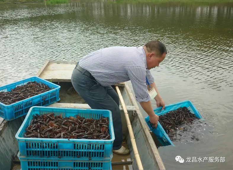 致富经小龙虾养殖技术视频_养殖小龙虾能致富吗吗_致富经小龙虾养殖