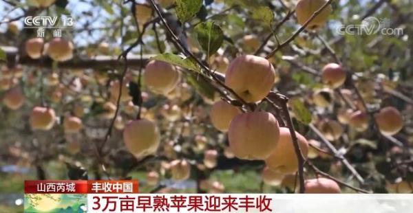 沙漠苹果的产地_致富经沙漠里种苹果_沙漠苹果好吃吗