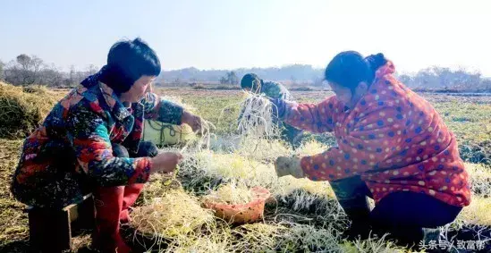 胡芹种植致富_胡芹栽培技术与管理_致富经芹菜种植技术