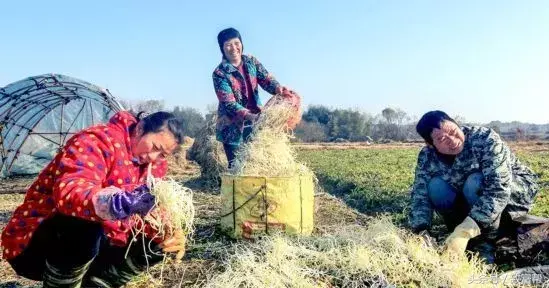 致富经芹菜种植技术_胡芹种植致富_胡芹栽培技术与管理