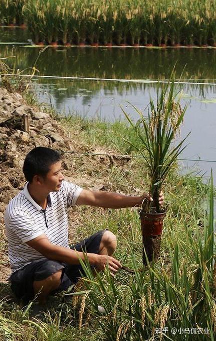 农村种植水稻_水稻普通种植致富_水稻种植赚钱吗