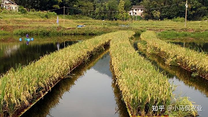 农村种植水稻_水稻种植赚钱吗_水稻普通种植致富