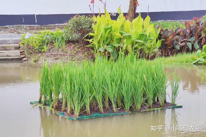 水稻种植赚钱吗_水稻普通种植致富_农村种植水稻