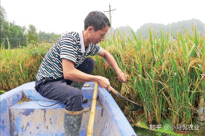 水稻普通种植致富_水稻种植赚钱吗_农村种植水稻