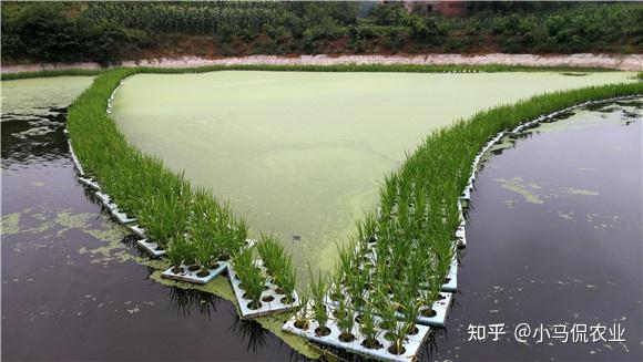 水稻普通种植致富_农村种植水稻_水稻种植赚钱吗