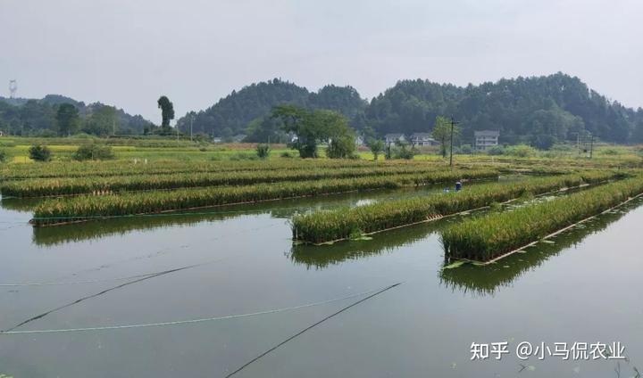 水稻种植赚钱吗_农村种植水稻_水稻普通种植致富