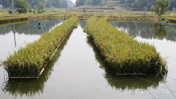 水稻普通种植致富_水稻种植赚钱吗_农村种植水稻