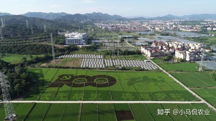 农村种植水稻_水稻种植赚钱吗_水稻普通种植致富