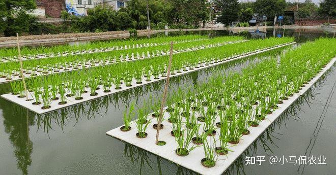 农村种植水稻_水稻普通种植致富_水稻种植赚钱吗