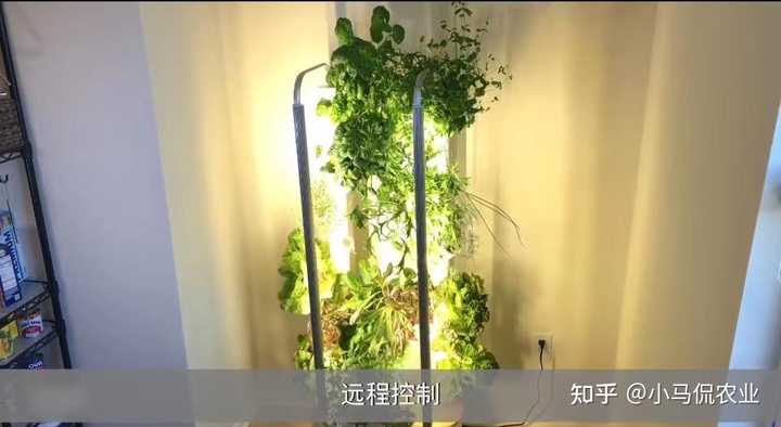 苦瓜的种植技术_苦瓜家庭种植技术_苦瓜种植家庭技术视频教程