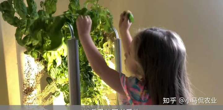 苦瓜家庭种植技术_苦瓜的种植技术_苦瓜种植家庭技术视频教程