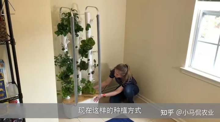 苦瓜家庭种植技术_苦瓜种植家庭技术视频教程_苦瓜的种植技术