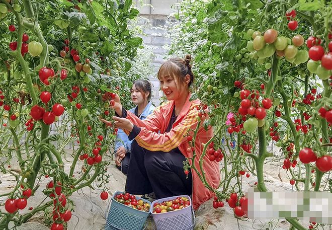 牡丹致富种植油好吗_种植油牡丹的经济价值_致富经油牡丹种植