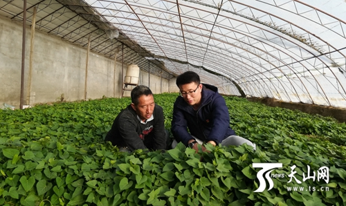 沙漠苹果好吃吗_致富经沙漠里种苹果_沙漠苹果的产地