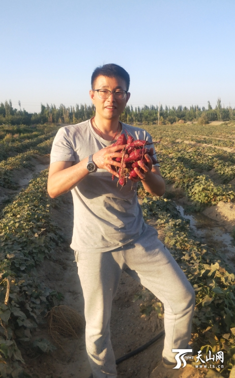 沙漠苹果的产地_致富经沙漠里种苹果_沙漠苹果好吃吗