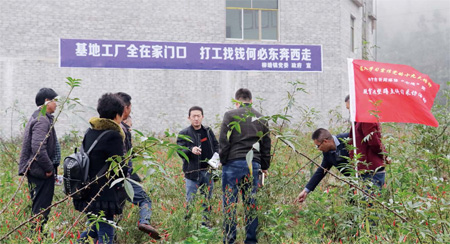 种油用牡丹前景如何_致富经油牡丹种植_牡丹致富种植油好吗