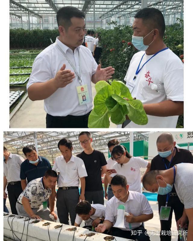 苦瓜家庭种植技术_苦瓜种植家庭技术视频_苦瓜种植法