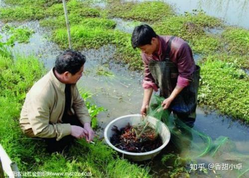 龙虾高产养殖的妙招_麦场龙虾_麦龙虾养殖技术