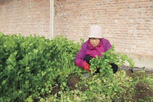 突泉镇城郊村：蔬菜大棚里的春天