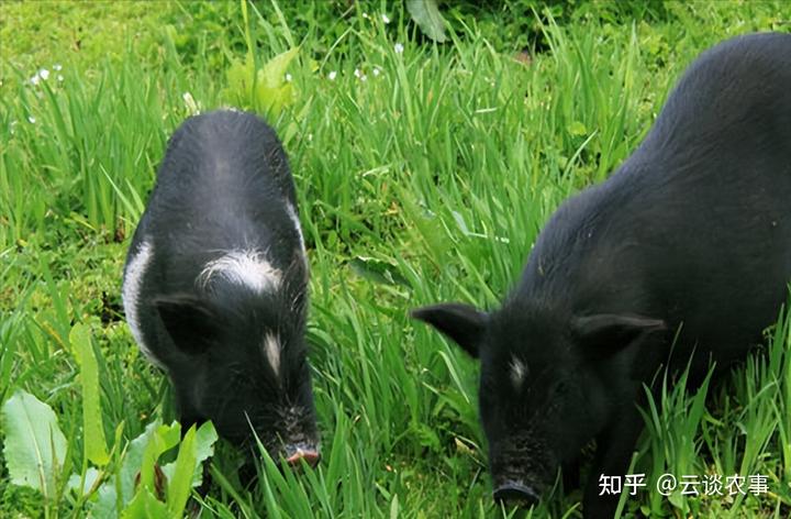 巴马香猪的养殖前景_致富经巴马香猪养殖场_巴马香猪养殖方法