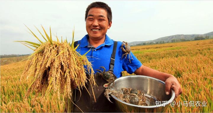 2021年种水稻能不能挣钱_种植水稻挣钱吗_水稻普通种植致富