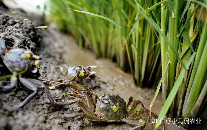 种植水稻挣钱吗_水稻普通种植致富_2021年种水稻能不能挣钱