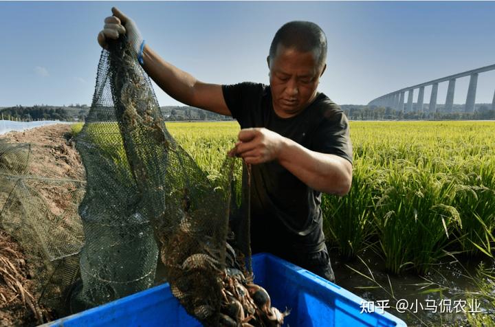 2021年种水稻能不能挣钱_水稻普通种植致富_种植水稻挣钱吗