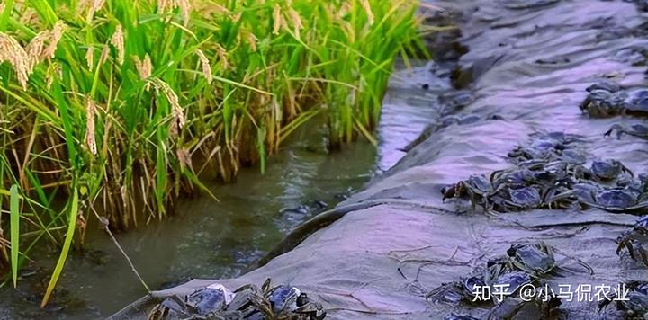 2021年种水稻能不能挣钱_种植水稻挣钱吗_水稻普通种植致富