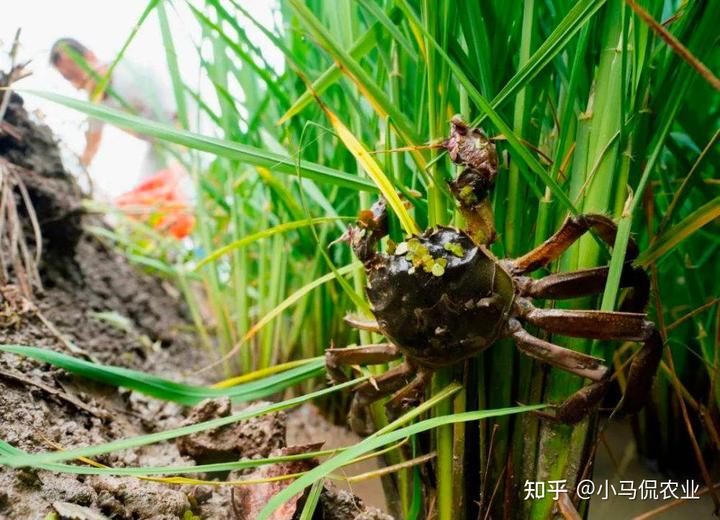 水稻普通种植致富_种植水稻挣钱吗_2021年种水稻能不能挣钱