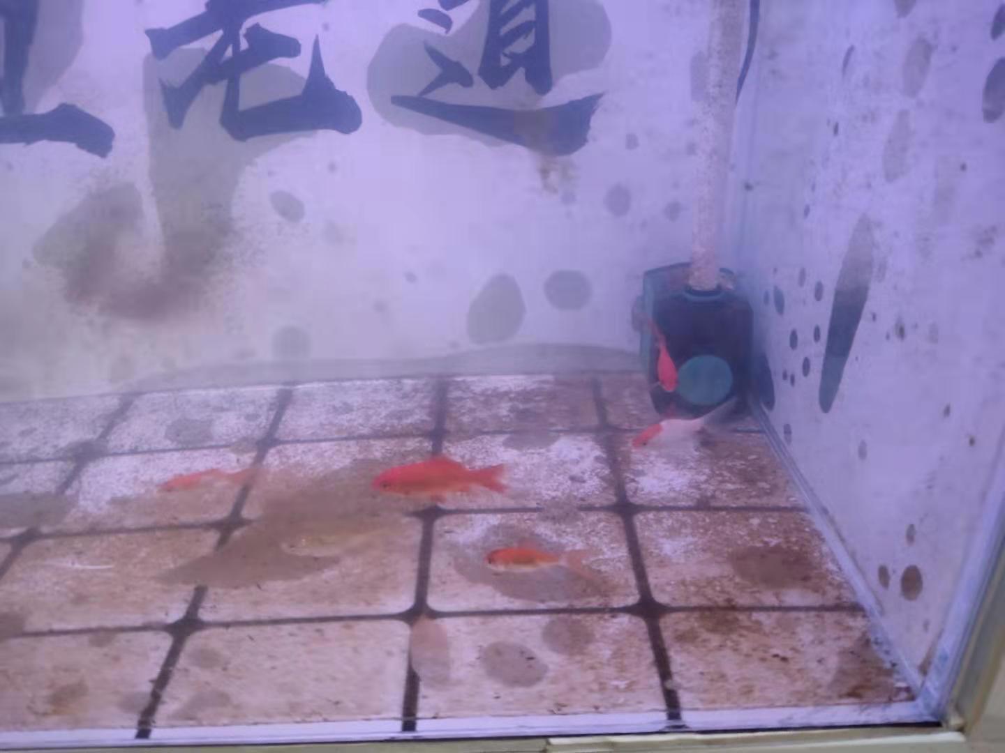 视频金鱼养殖技术教学_金鱼的养殖技术视频_金鱼养殖视频大全