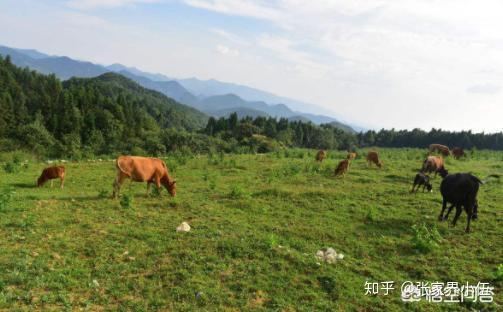 致富经创业项目养殖视频_视频致富养殖创业项目怎么做_农村养殖业致富项目视频