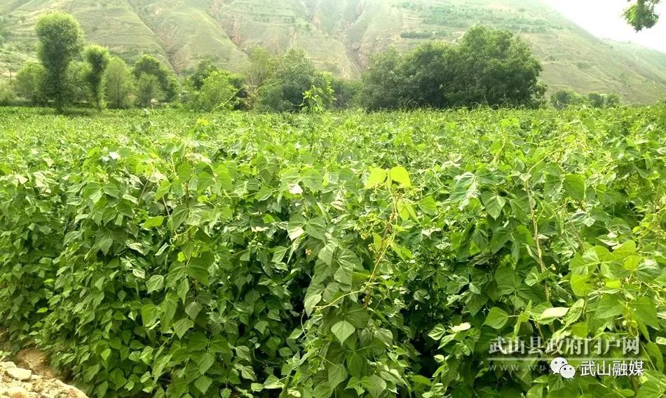 致富种植农村架豆怎么样_架豆高产栽培技术_农村种植架豆致富