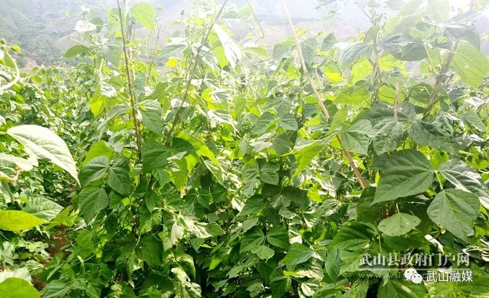 农村种植架豆致富_致富种植农村架豆怎么样_架豆高产栽培技术