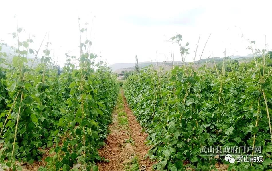 农村种植架豆致富_架豆高产栽培技术_致富种植农村架豆怎么样