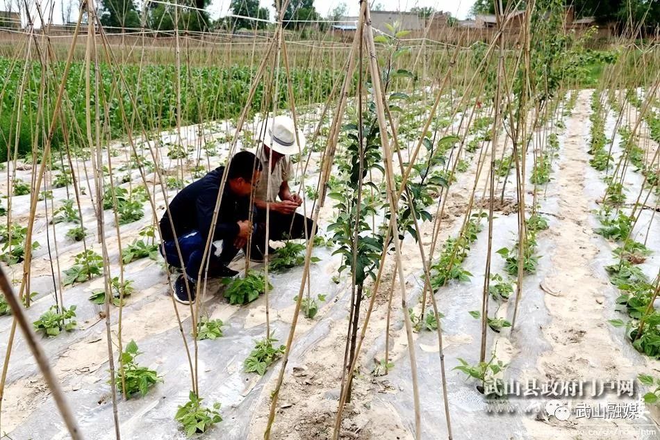 致富种植农村架豆怎么样_架豆高产栽培技术_农村种植架豆致富