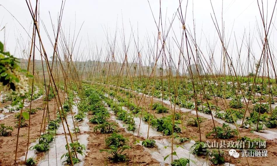 农村种植架豆致富_架豆高产栽培技术_致富种植农村架豆怎么样