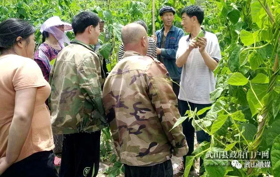 架豆高产栽培技术_农村种植架豆致富_致富种植农村架豆怎么样